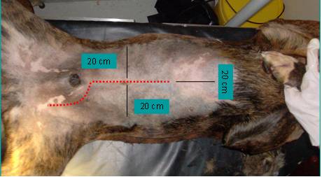 how do i prepare for my dogs surgery